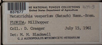 Metatrichia vesparium image